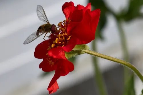 This macro photograph, taken on a summer morning, captures a hoverfly with its wings spread as it is perched on the vibrant petals of a red Geum Mrs Bradshaw flower. The detailed close-up highlights the intricate relationship between insects and plants, with the hoverfly actively engaging with the flower’s yellow stamens. The image focuses on the natural beauty and interaction of flowers and hover flies, making it a striking representation of the diversity present in summer gardens. This nature photograph beautifully demonstrates the importance of pollinators within plant ecosystems, showcasing the flourishing life of both insects and flowers during this season.